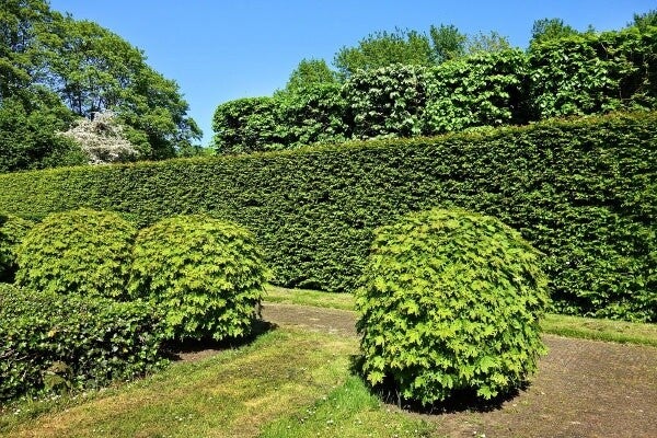 Frisch geschnittene Hecke