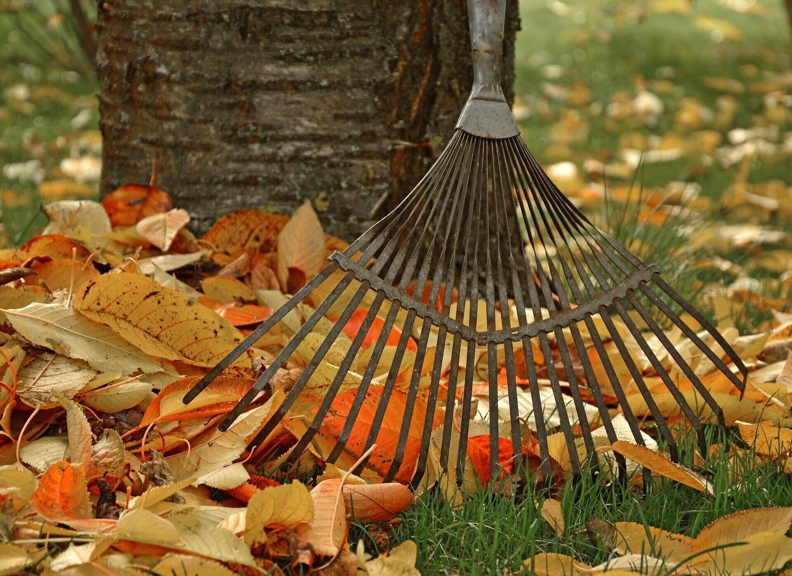 Laubrechen unter einem Baum im Herbst